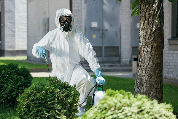 Pest control worker in a protective suit and mask sprays bushes with pesticide. The person is kneeling on grass in front of a building.